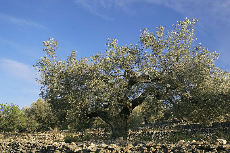 https://commons.wikimedia.org/wiki/File:El_Perell%C3%B3_-_Old_olive_tree.jpg